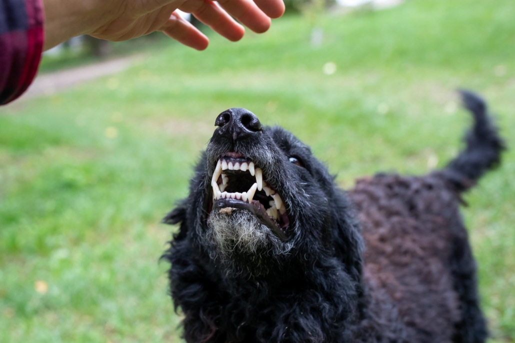 Utah Dog Bite law